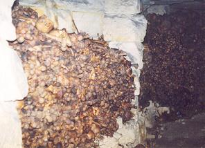 Hagues de tibias et fémurs